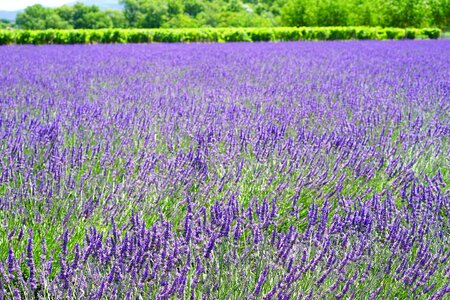 Agriculture beautiful flowers biology photo