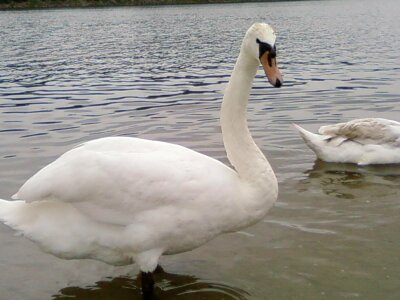 Bird male mute swan