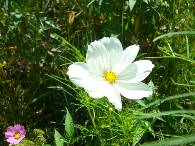 Close up nature white photo