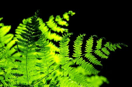 Green bracken background photo