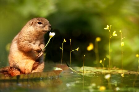 Aquatic plant nuphar lutea nature