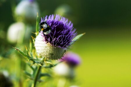 Pink plant thistle