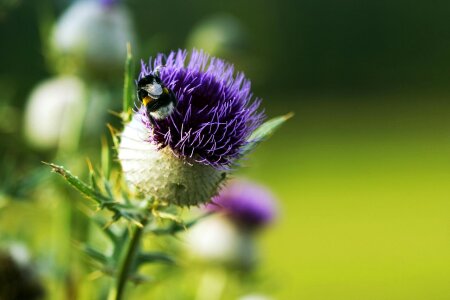 Pink plant thistle photo