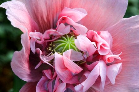 Beautiful beautiful flowers bloom photo