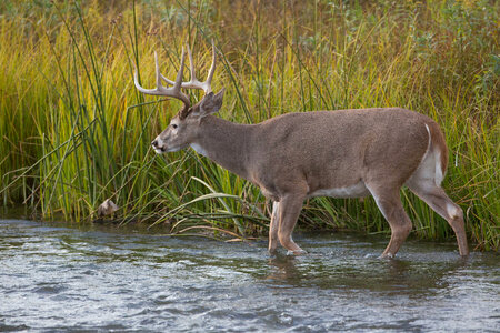 White-tailed buck in Mission Creek-3