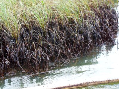 Marsh oil spill