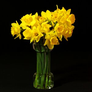 Narcissus bouquet spring flowers photo