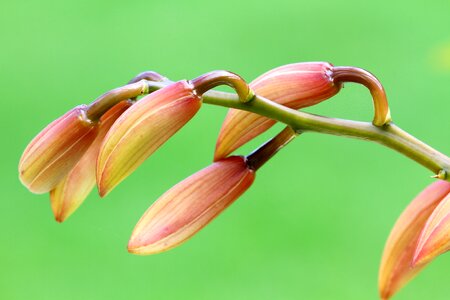 Natural blossom bloom photo