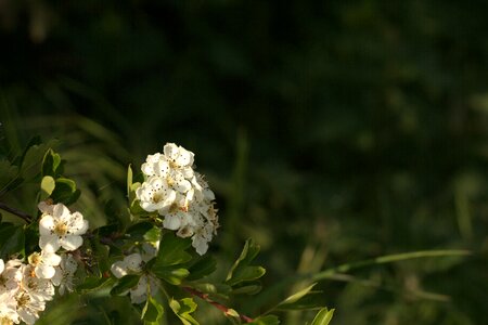 Floral plant natural