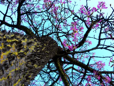 Tribe prickly young tree