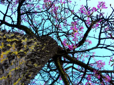 Tribe prickly young tree photo