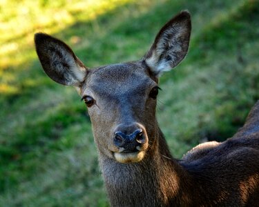 Animal world fur face