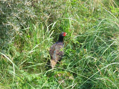 Landscape grass hide photo