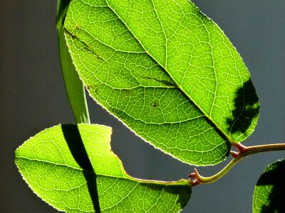 Nature plants macro