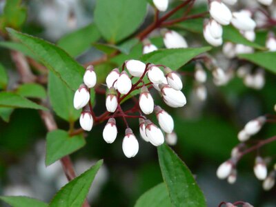 Ornamental shrub ornamental plant sternchen bush photo