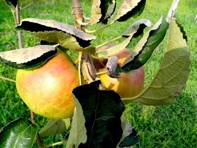 Apple fruit orchard