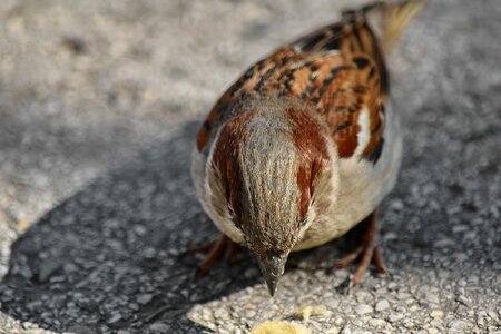 Asphalt sparrow nature photo