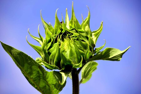 Agricultural agriculture blue sky