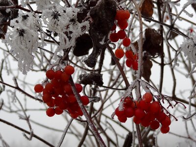 Red frozen rowan berries on foggy sky photo