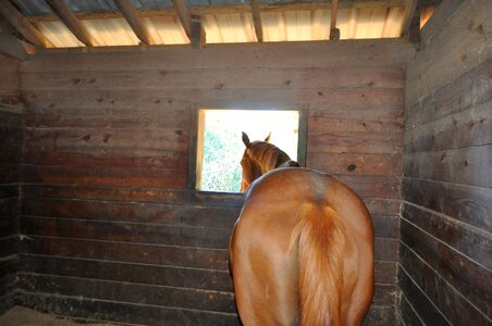 Animal farm equine