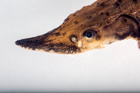 Lake sturgeon-2