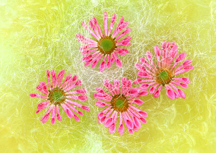 Four Pink Flowers photo