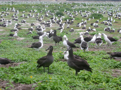 Black-footed Albatrosses and Laysan Albatrosses photo