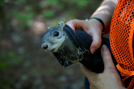 Delmarva Peninsula fox squirrel-1