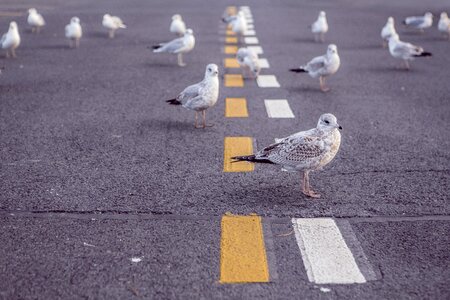 Road lilac road lilac birds
