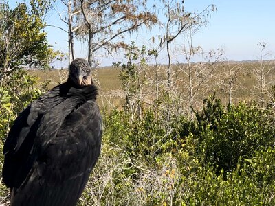 Wildlife bird vulture photo