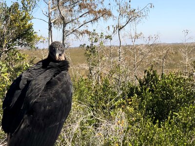 Wildlife bird vulture
