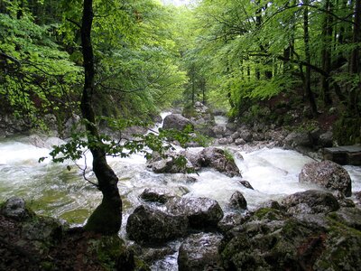 Rapids forest sava bohinjka photo