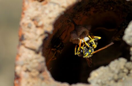 Animal arthropod bug