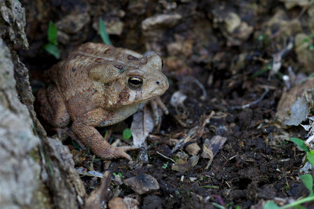 American Toad-3