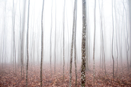 Misty Forest During an Autumn Day photo