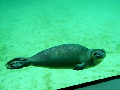 Aquarium seal station dog seal