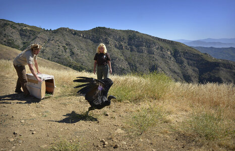 California Condor Released at Hopper Mountain NWR