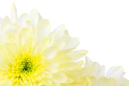 Bright decorative floral