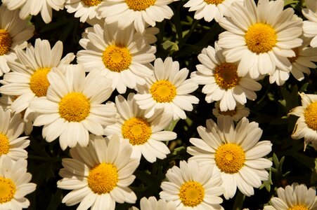 Beautiful Flowers biology bloom