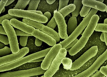 Disease pathogens microscopy photo