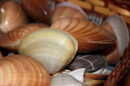 Mussel still life shell