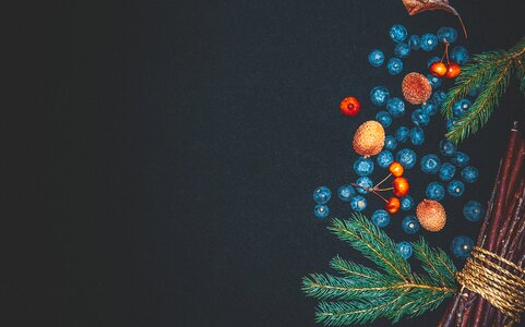 Branch colorful conifer
