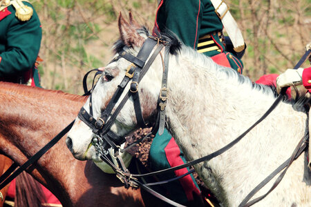 War Horse
