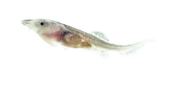 American paddlefish fry photo