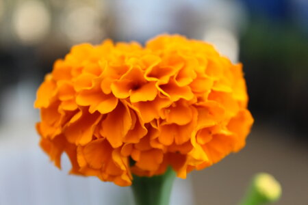 Yellow Orange Flower Lovely photo