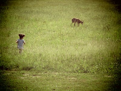 Animal little deer