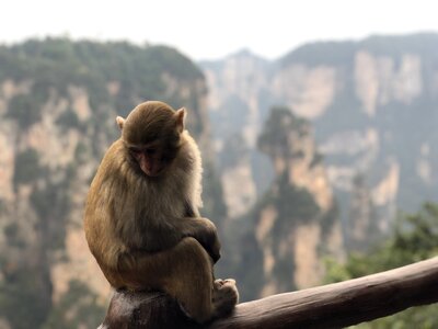 Macaque monkey sit photo