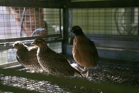 Breeding captive Colinus virginianus