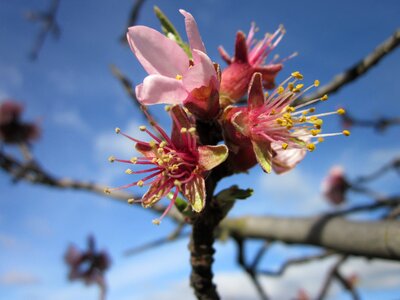 Nature almond flowers almond tree nature
