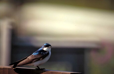 Barn Swallow bird railing photo
